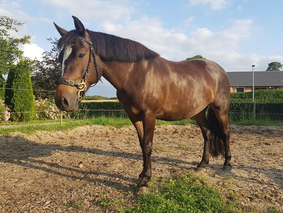 New Forest Gay countess chess billede 1