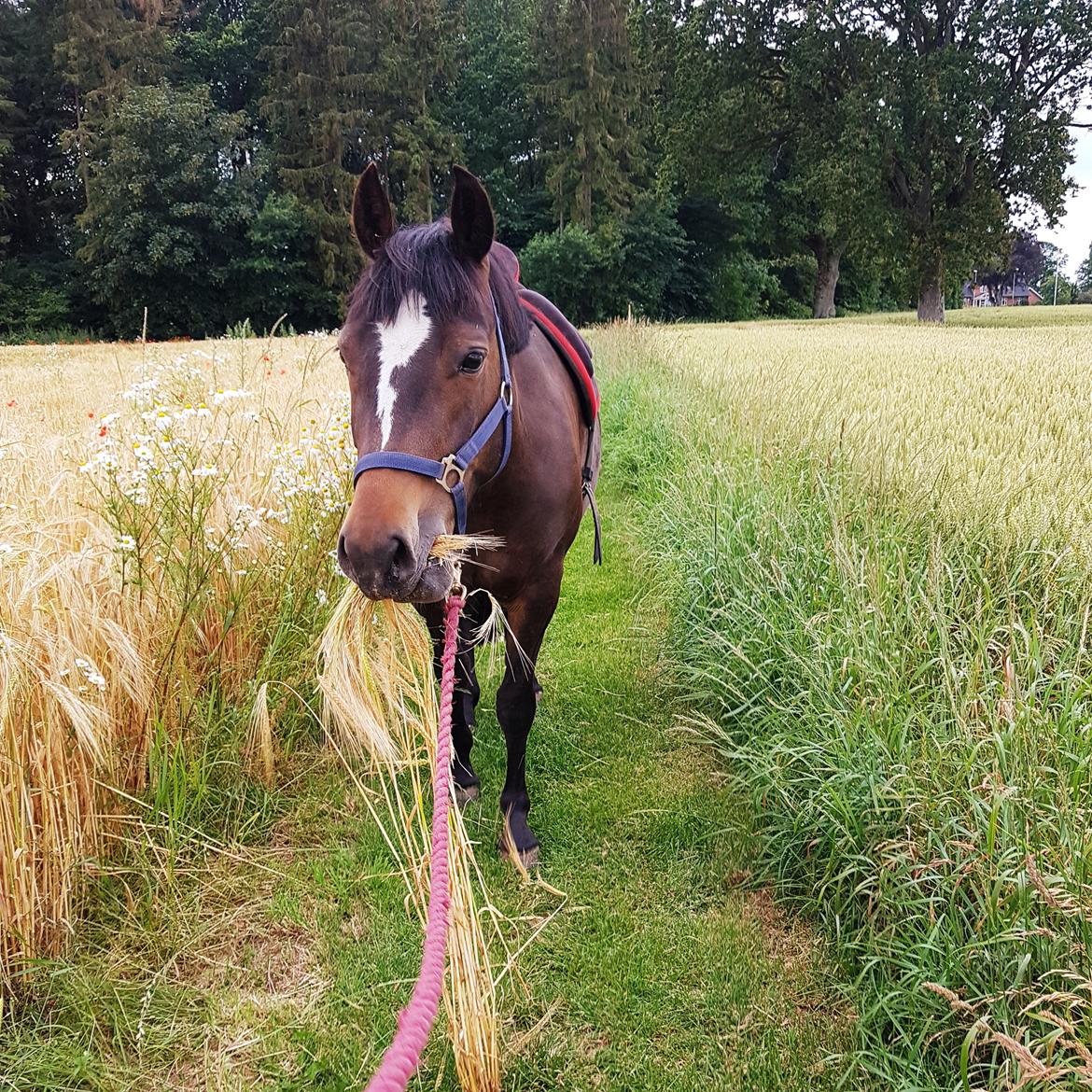 New Forest Gay countess chess billede 2