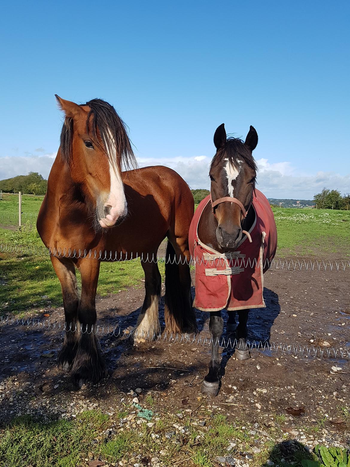 New Forest Gay countess chess billede 3