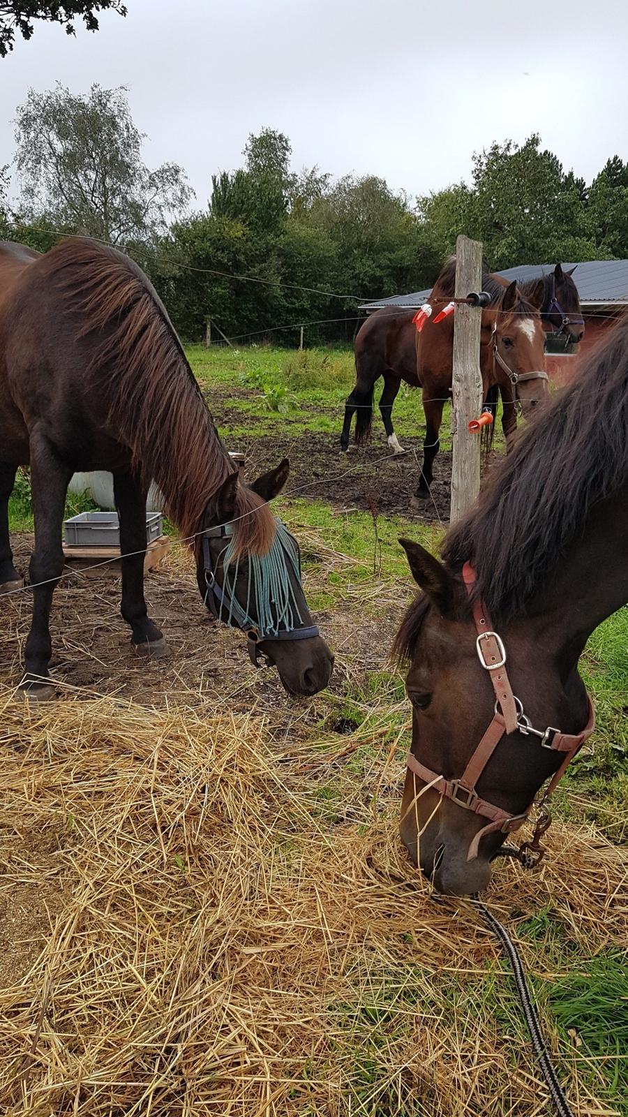 New Forest Gay countess chess billede 4