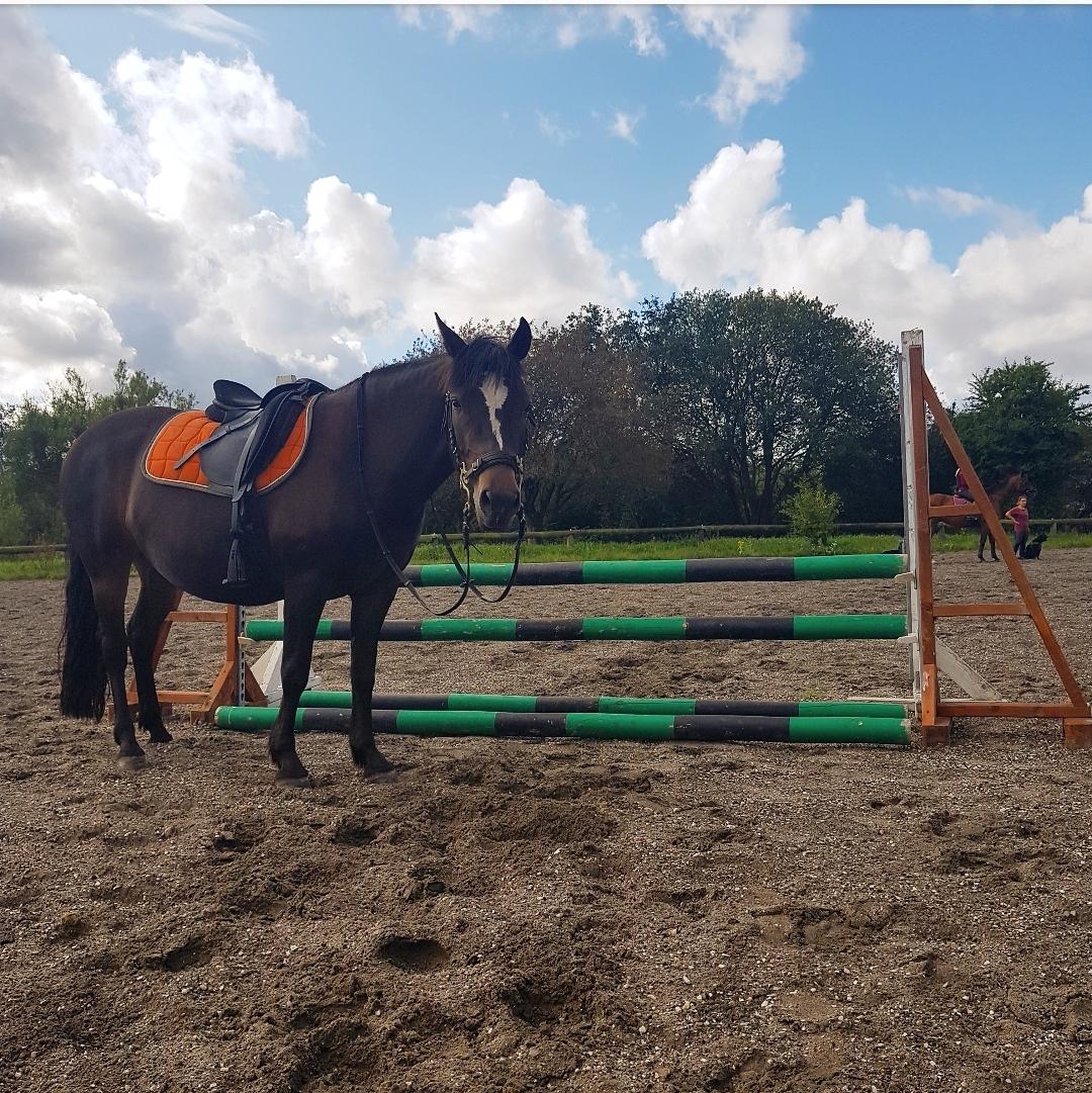 New Forest Gay countess chess billede 5