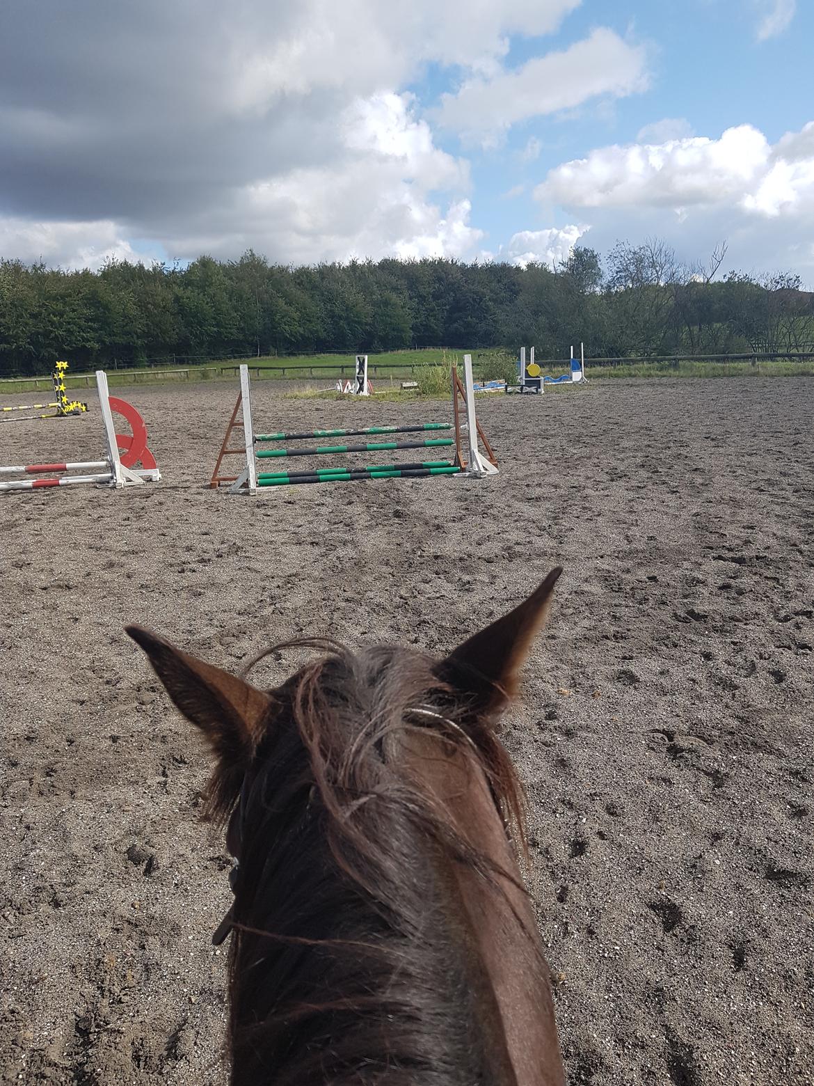 New Forest Gay countess chess billede 7