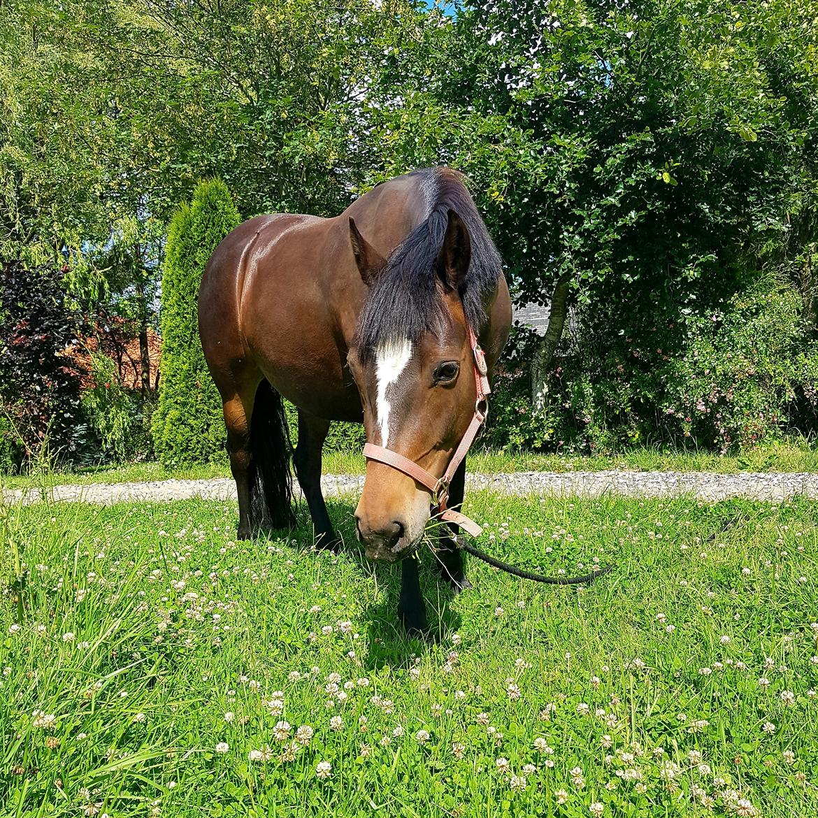 New Forest Gay countess chess billede 8