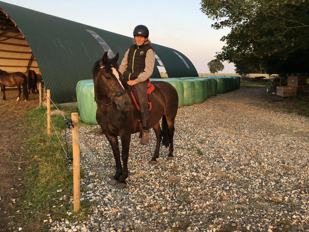 New Forest Gay countess chess billede 9