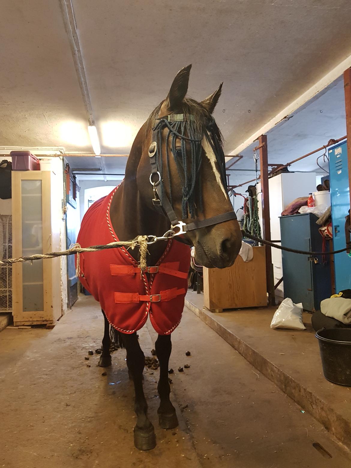 New Forest Gay countess chess billede 10