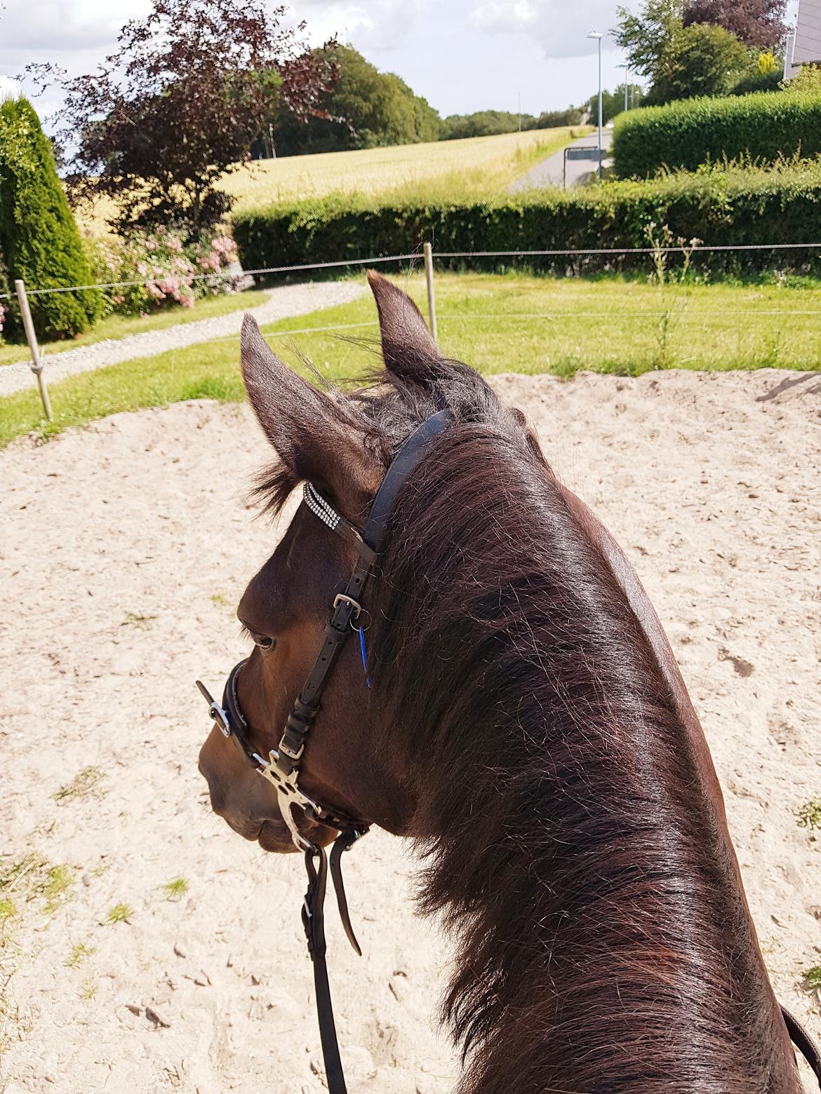 New Forest Gay countess chess billede 11