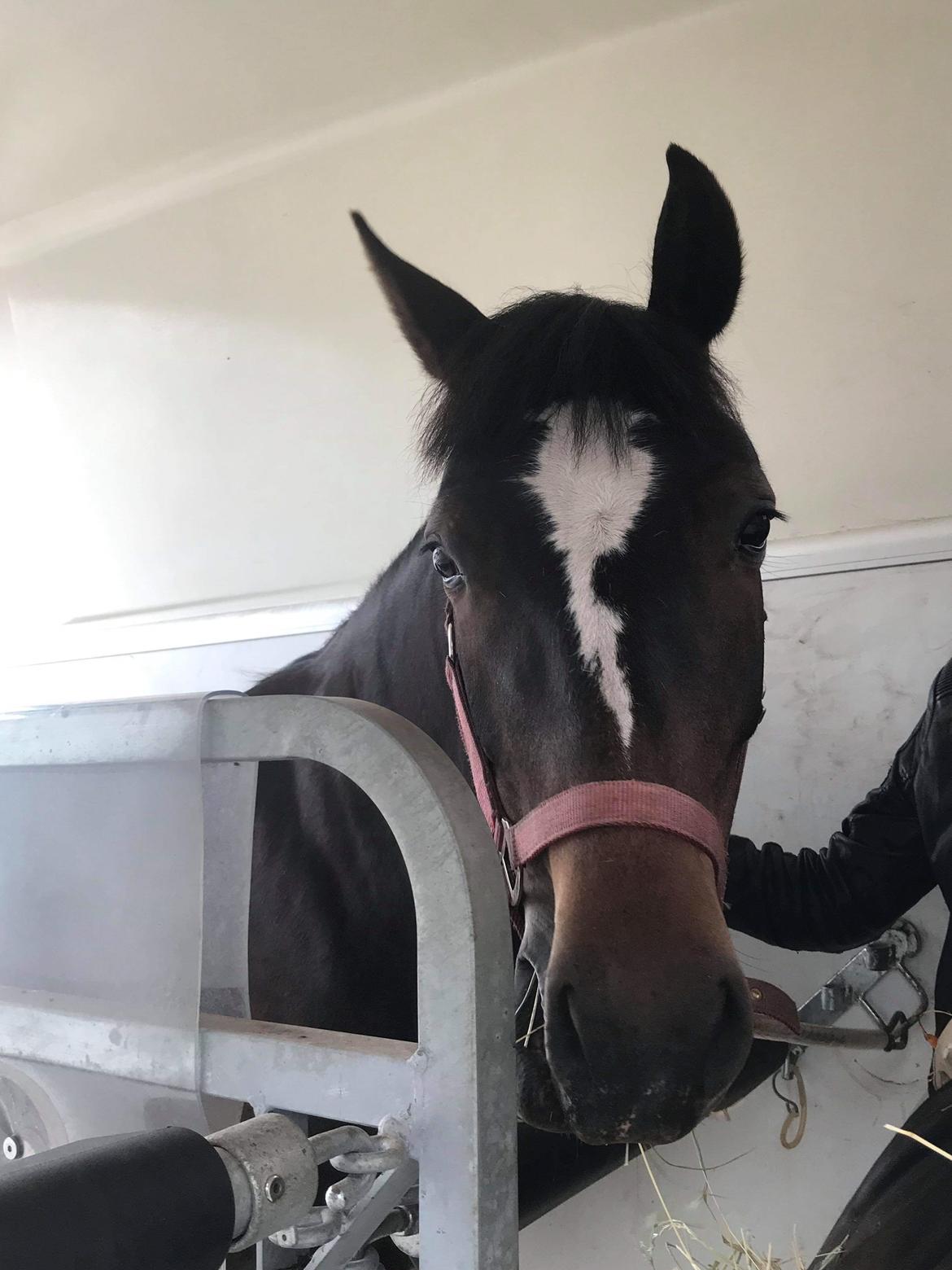 New Forest Gay countess chess billede 12