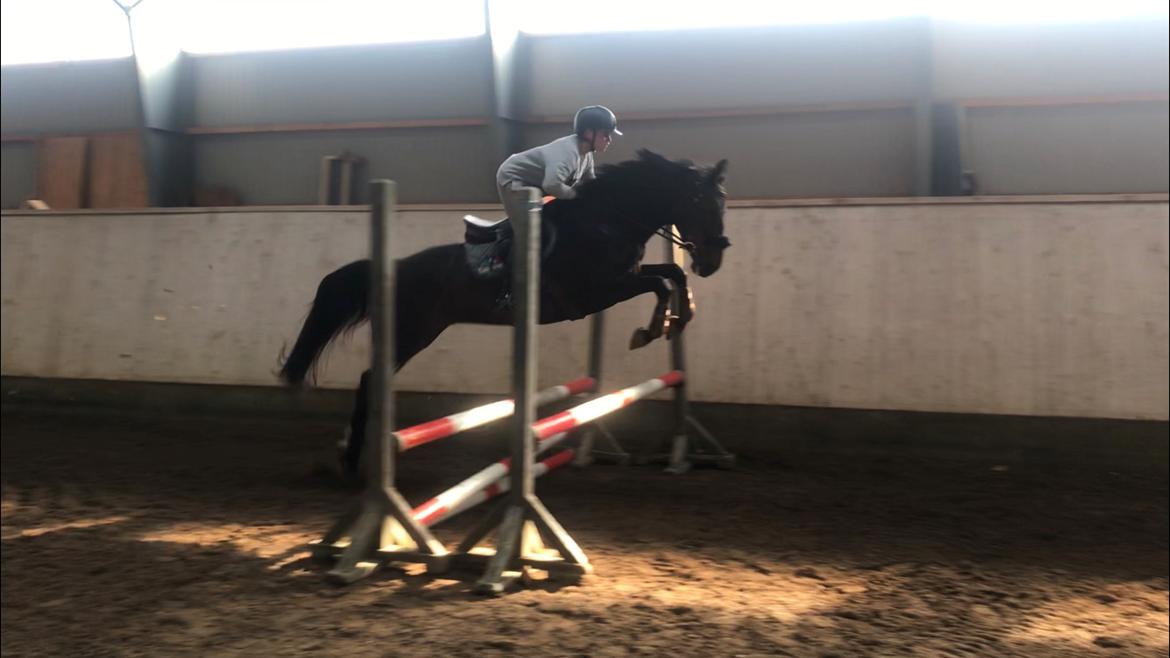 Anden særlig race Montana billede 25