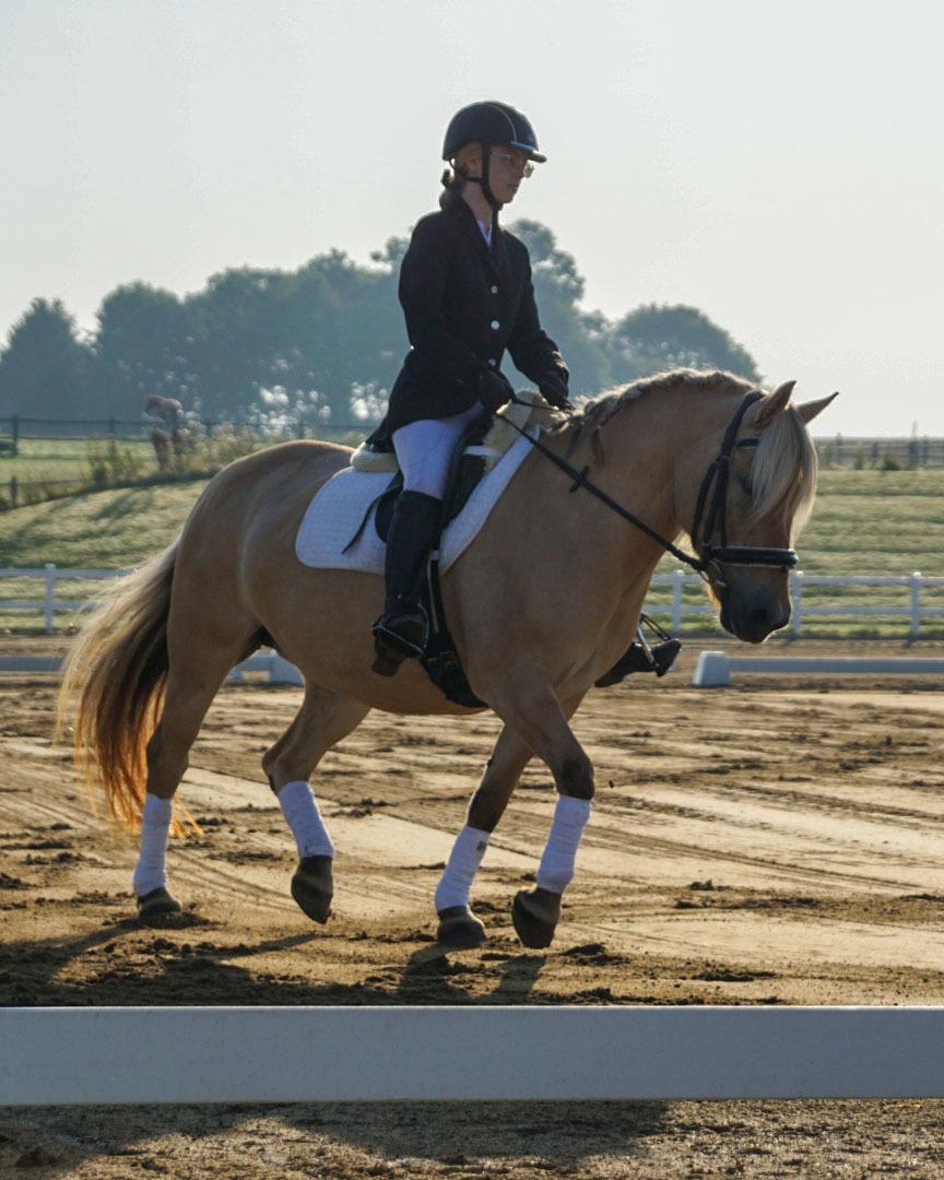 Fjordhest SILA KASTLUND - LLRK Dressurstævne, 25-08-19 billede 7