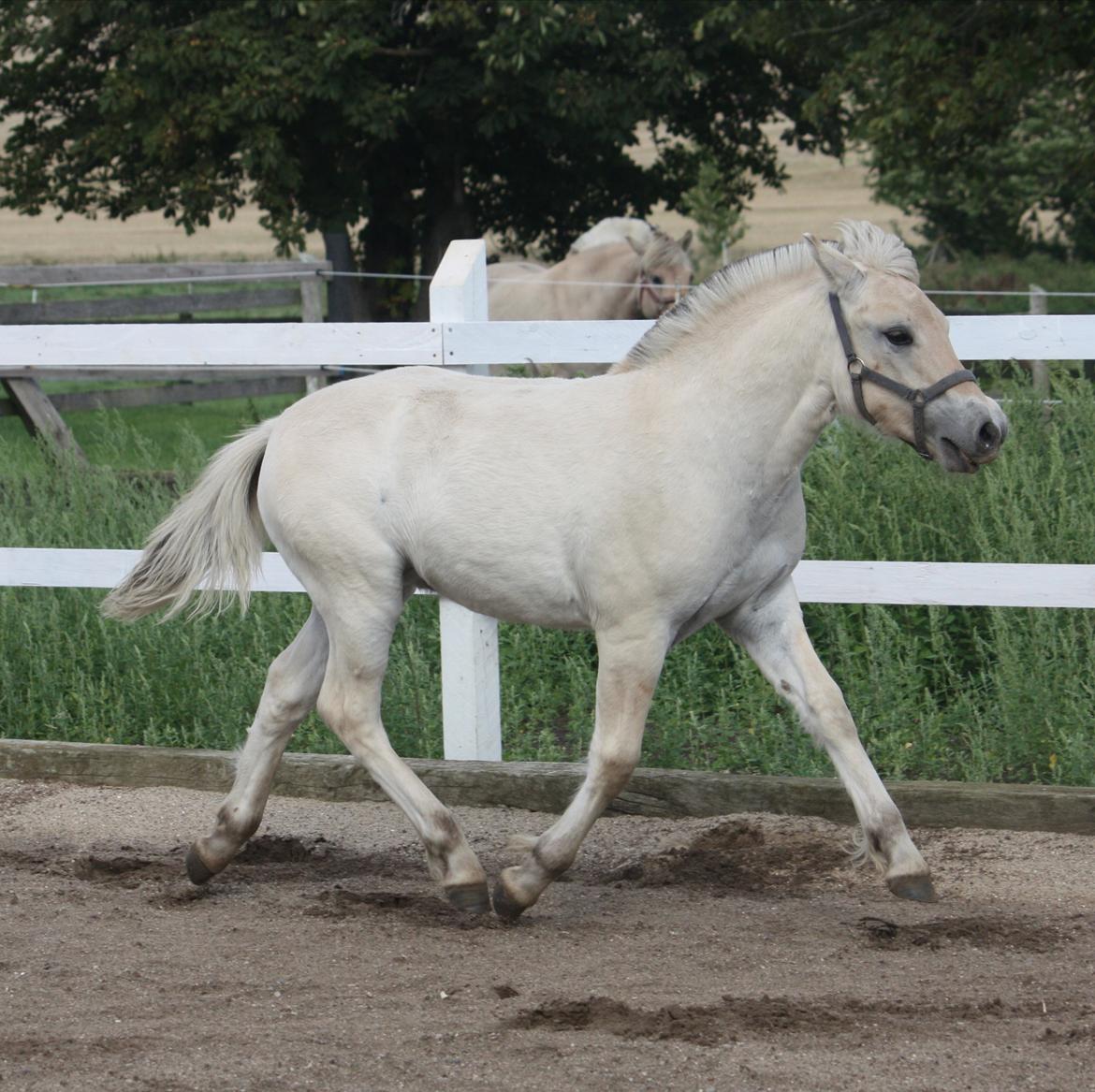 Fjordhest Rubin Vårby, (Knud) billede 2