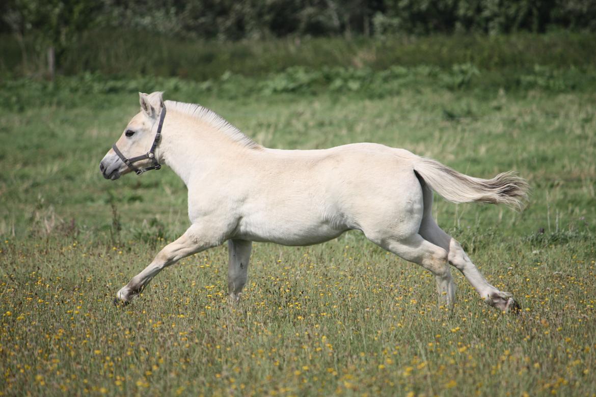 Fjordhest Rubin Vårby, (Knud) billede 7