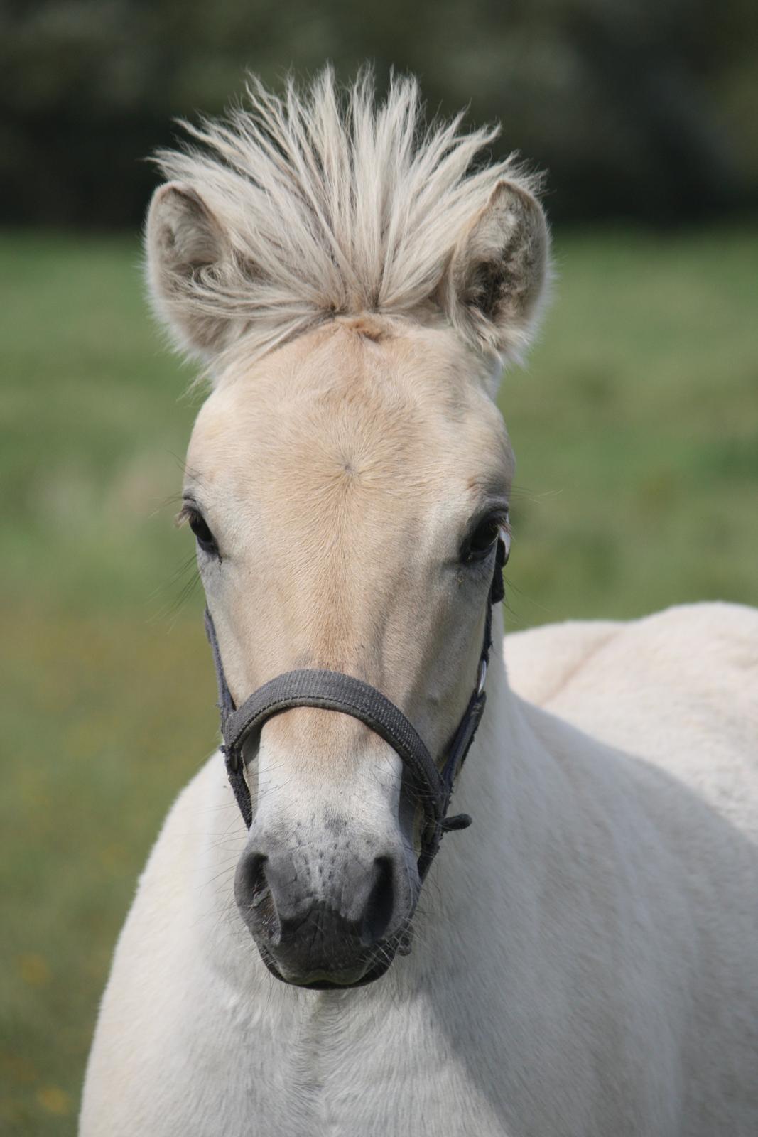 Fjordhest Rubin Vårby, (Knud) billede 6
