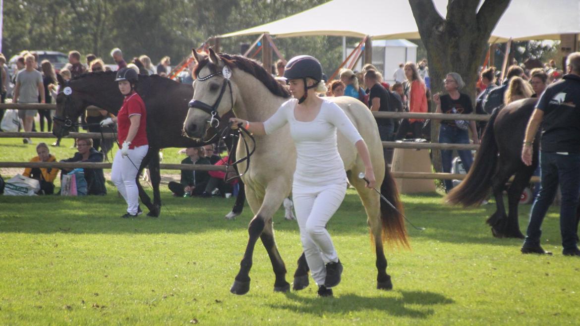 Connemara Klintlys Macoy •AFLIVET• billede 1