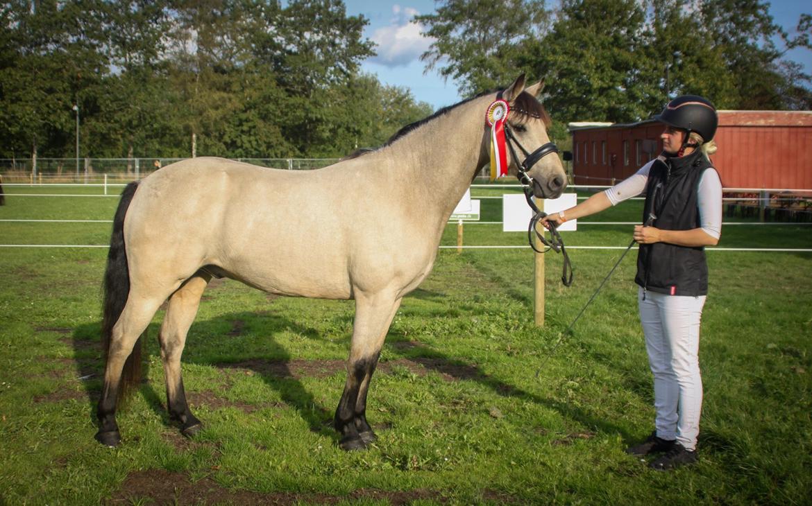 Connemara Klintlys Macoy •AFLIVET• billede 2