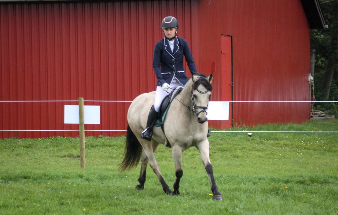 Connemara Klintlys Macoy •AFLIVET• billede 4