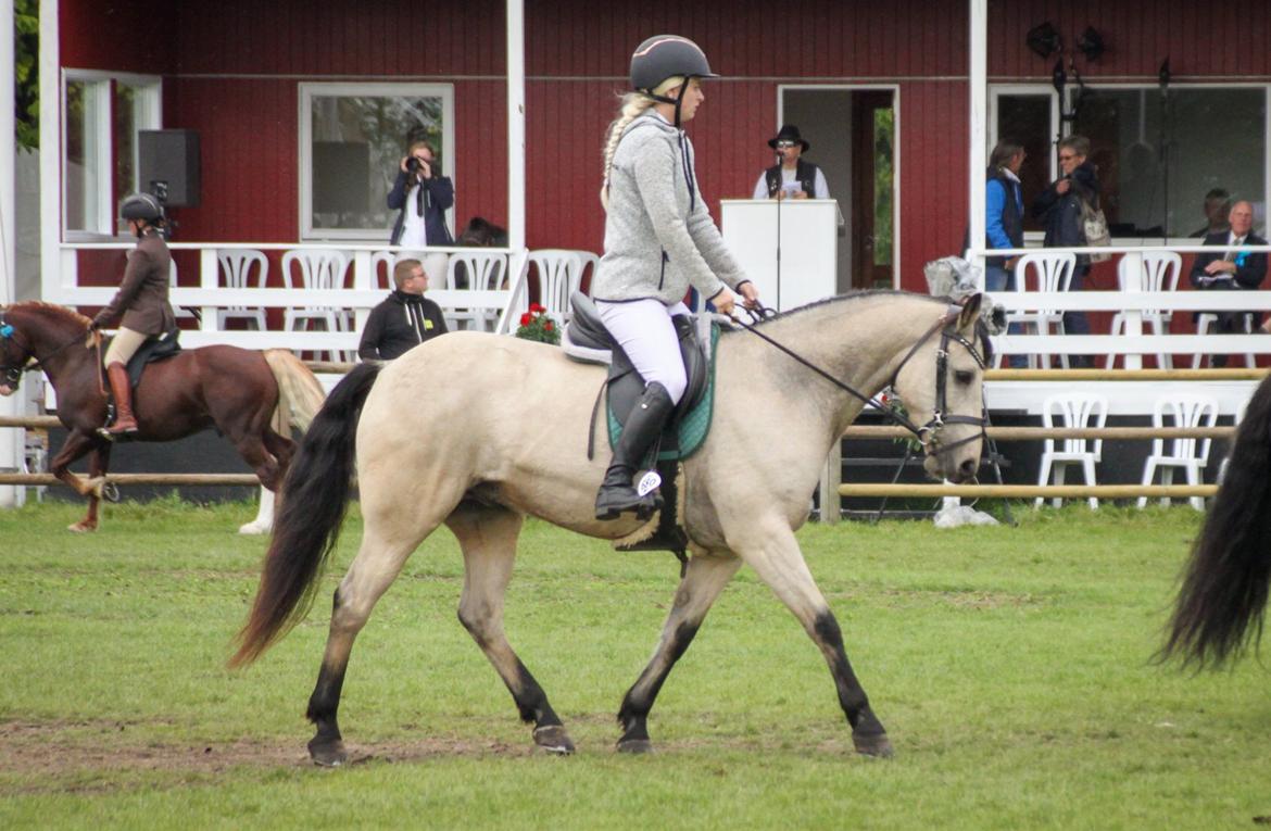 Connemara Klintlys Macoy •AFLIVET• billede 5