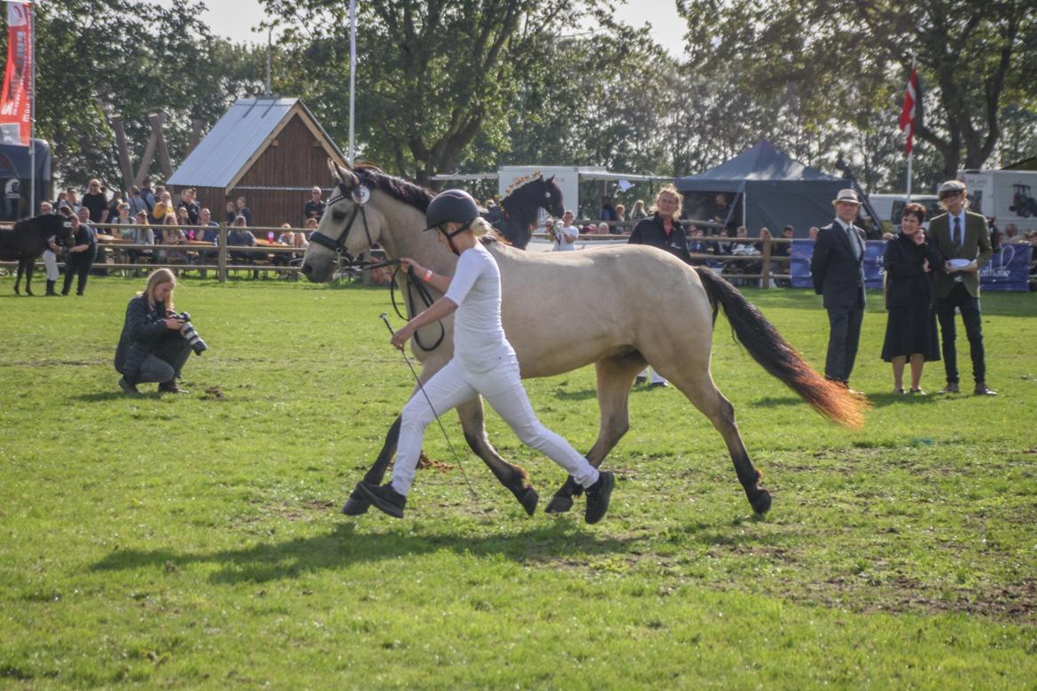 Connemara Klintlys Macoy •AFLIVET• billede 7