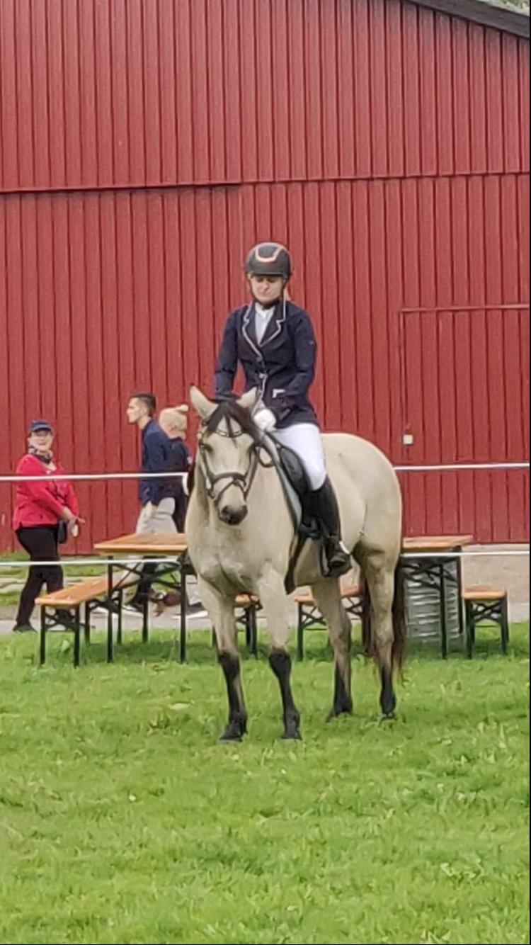 Connemara Klintlys Macoy •AFLIVET• billede 10