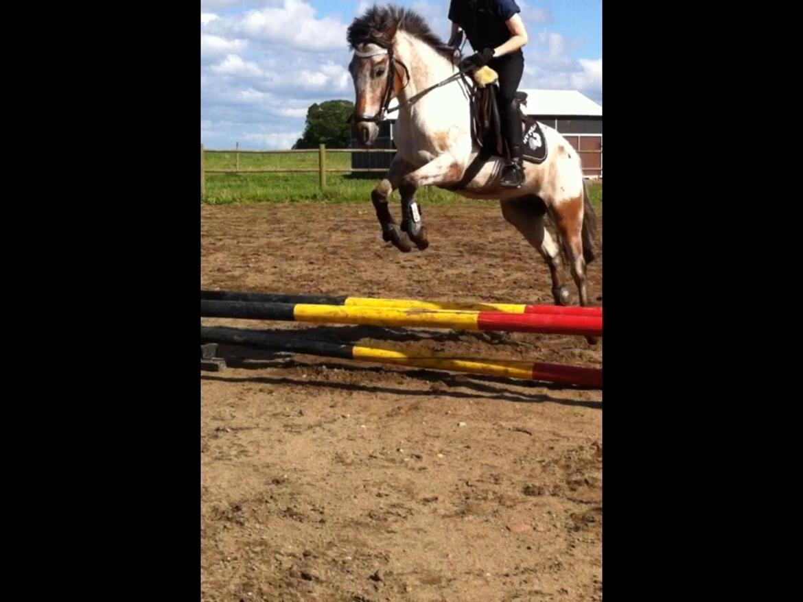 Knabstrupper Tristan billede 1
