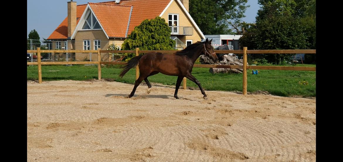 Dansk Varmblod Mahalo billede 20