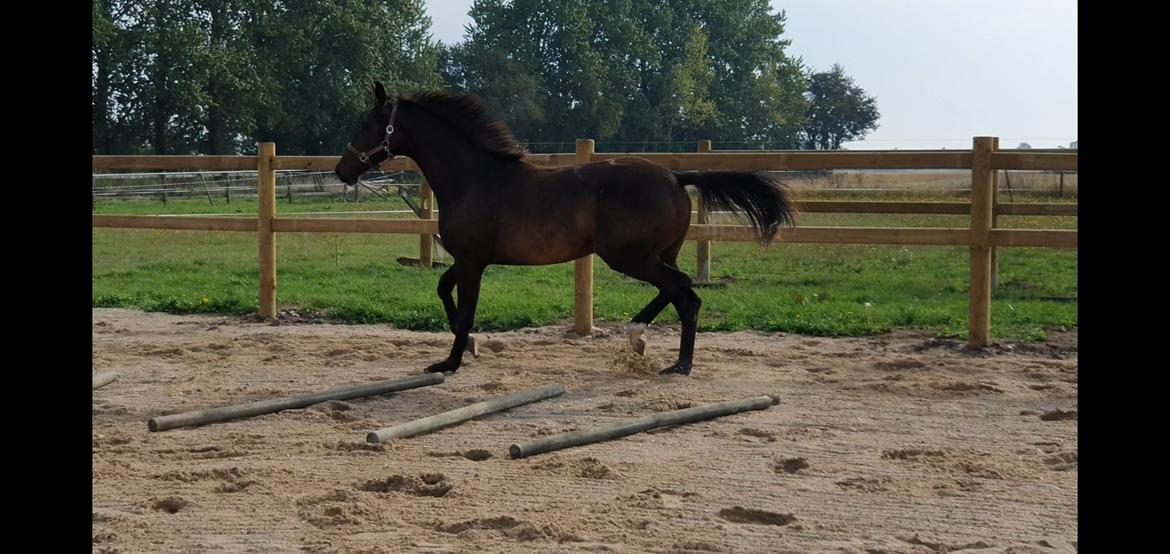 Dansk Varmblod Mahalo billede 21