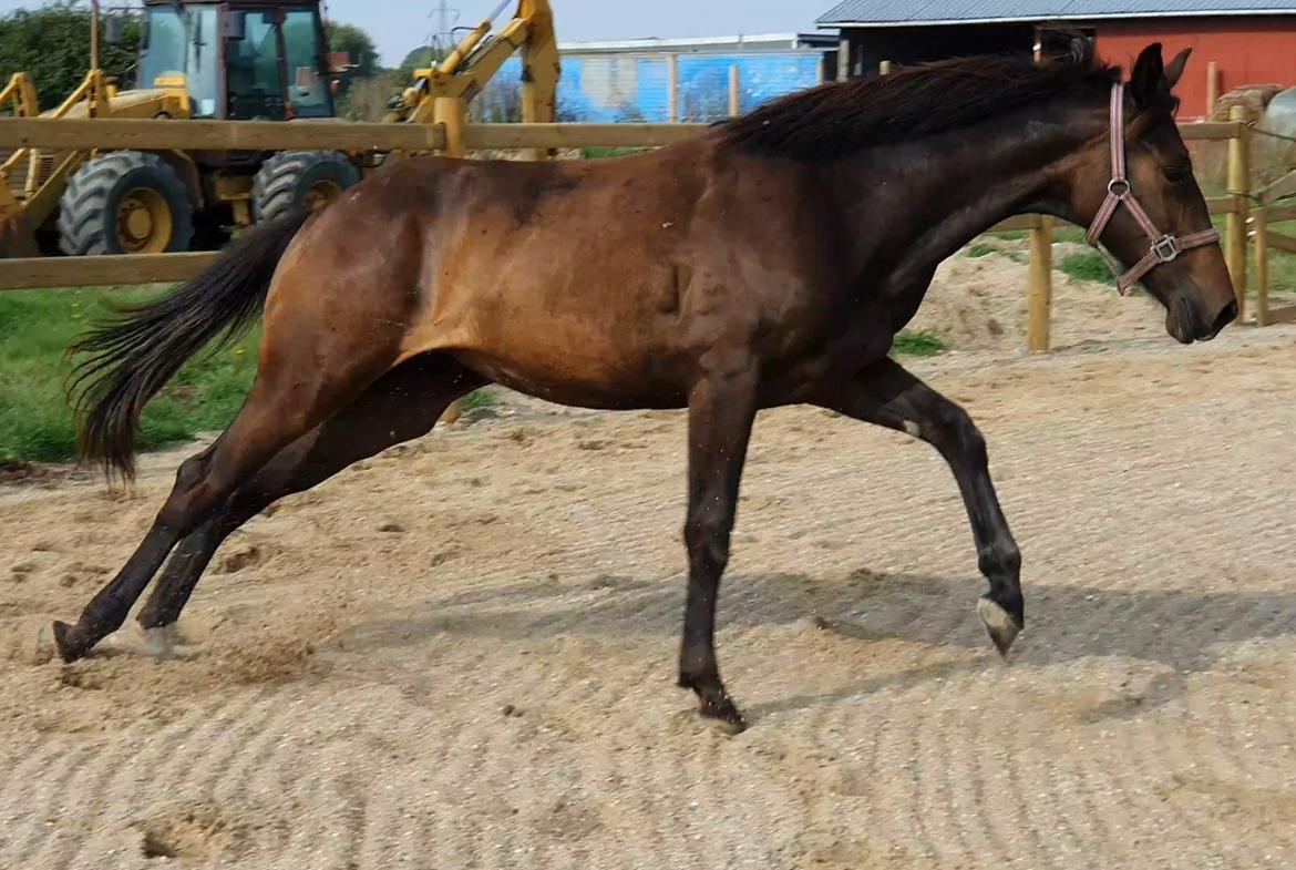 Dansk Varmblod Mahalo billede 22