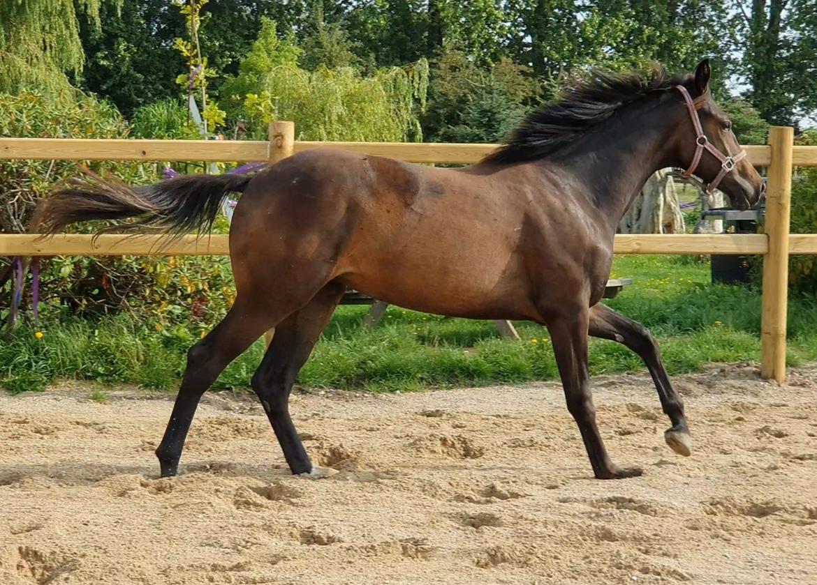 Dansk Varmblod Mahalo billede 23