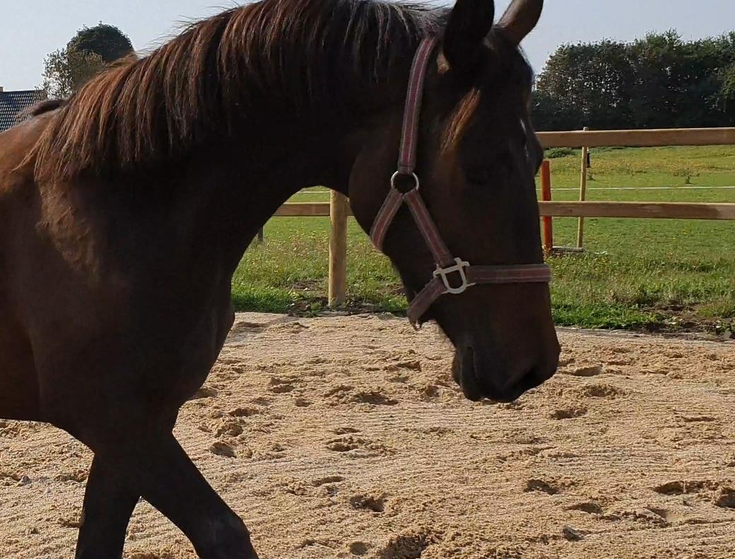 Dansk Varmblod Mahalo billede 24