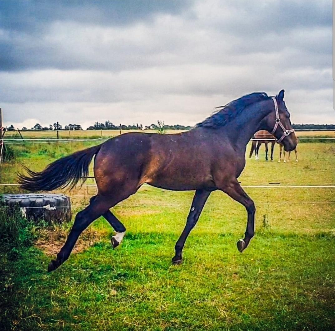 Dansk Varmblod Mahalo billede 25