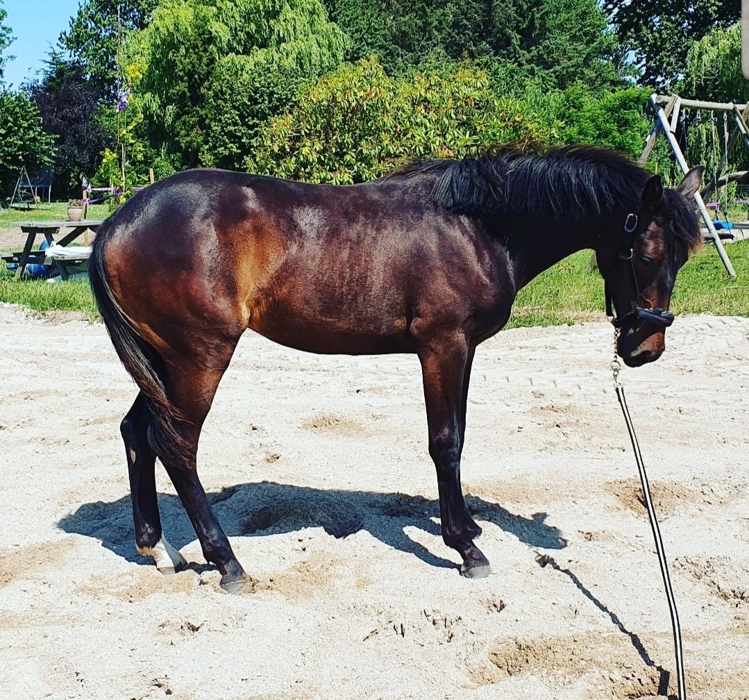 Dansk Varmblod Mahalo billede 26