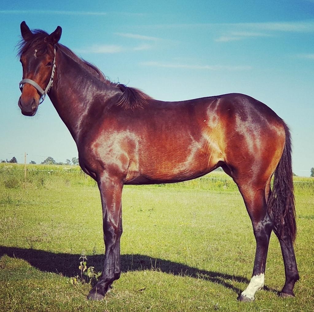 Dansk Varmblod Mahalo billede 27