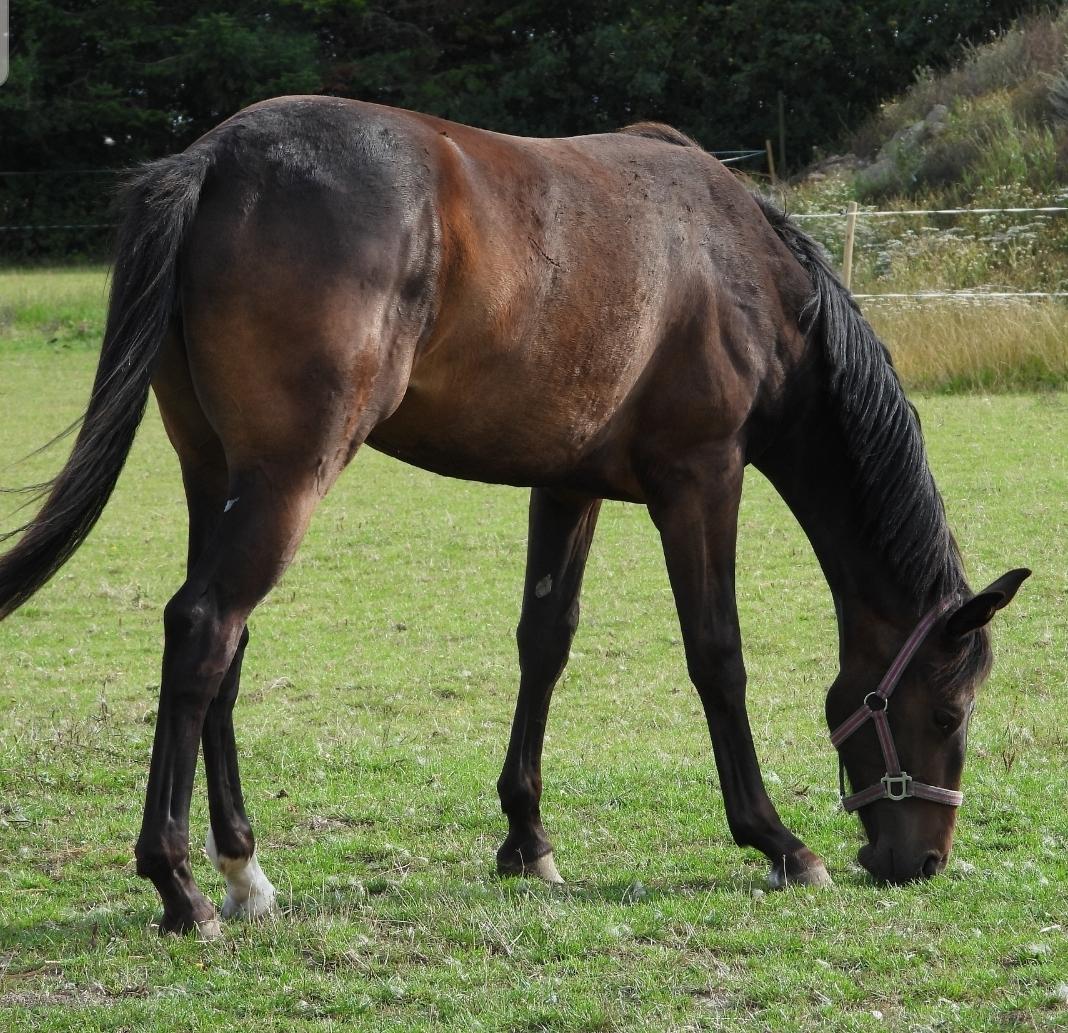 Dansk Varmblod Mahalo billede 28