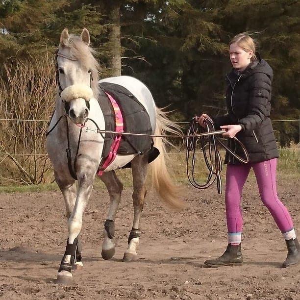 Arabisk fuldblod (OX) Lisa - Træning. billede 4