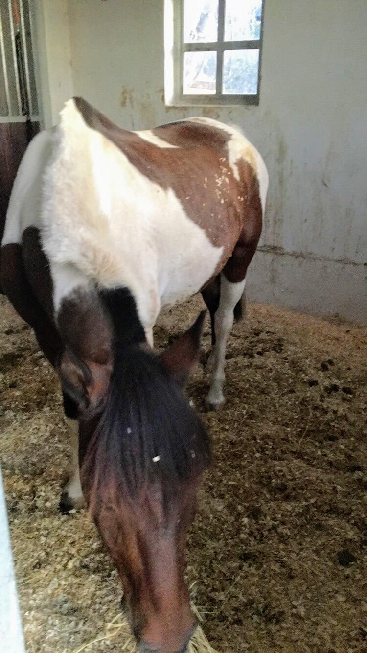 Pinto Leonardo billede 12