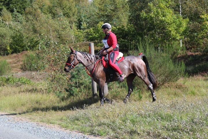 Standardbred Racing devil billede 9