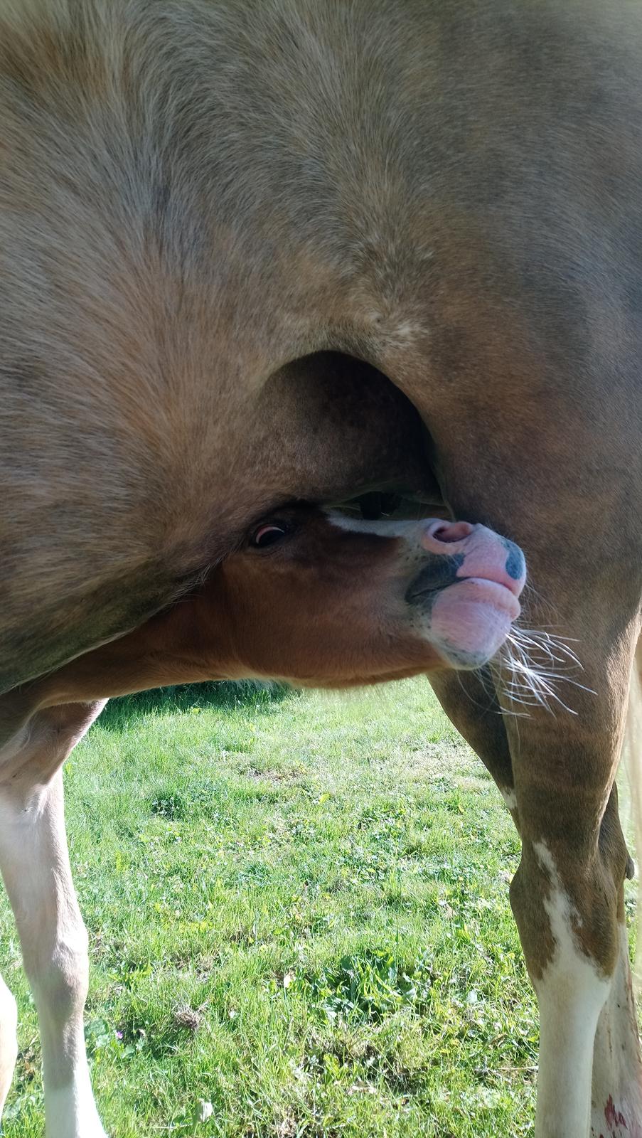 Pinto Napoleon  billede 5