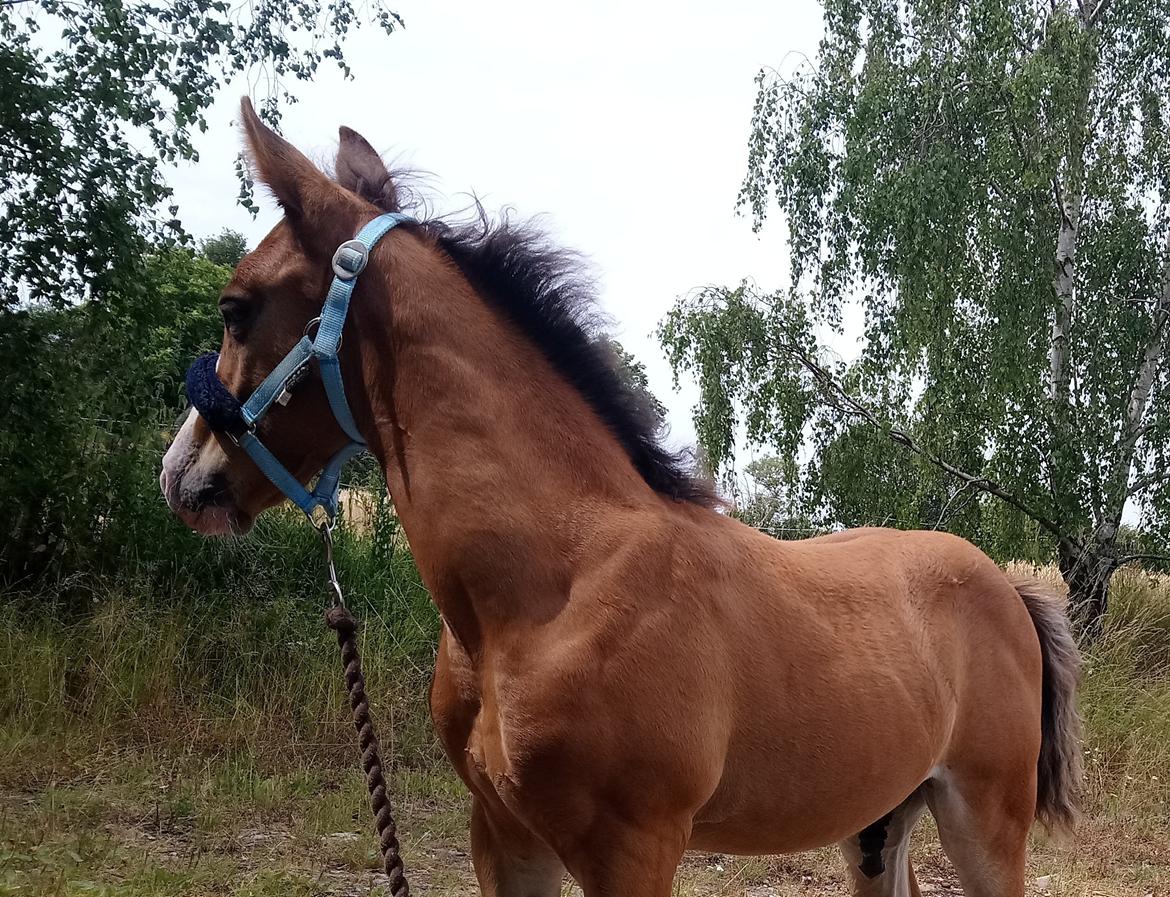 Pinto Napoleon  billede 11