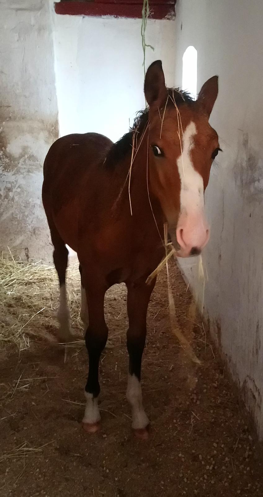 Pinto Napoleon  billede 15