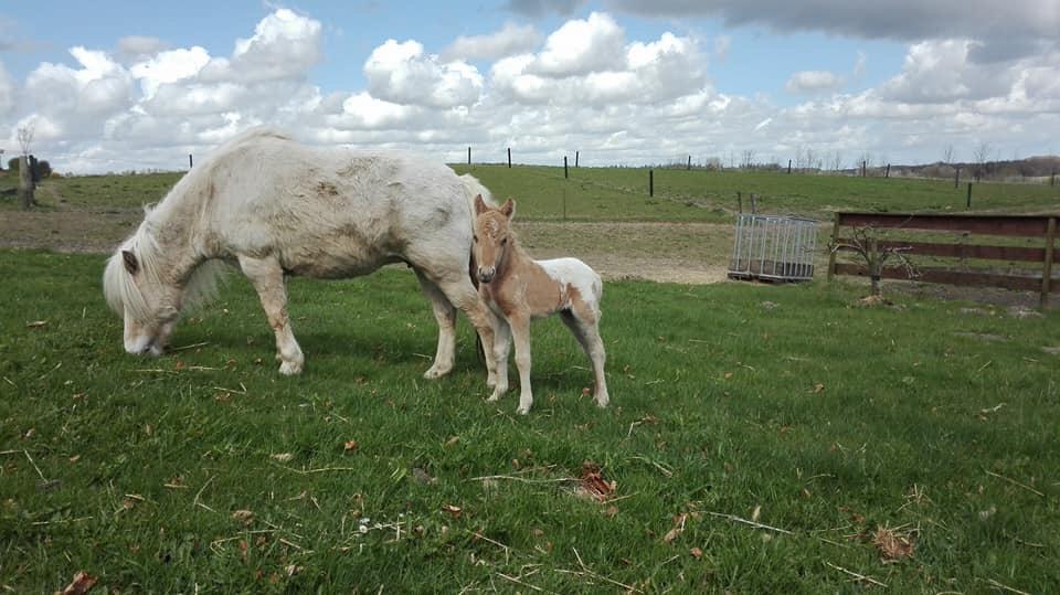 Knabstrupper Bakkehøj's Butterfly billede 3