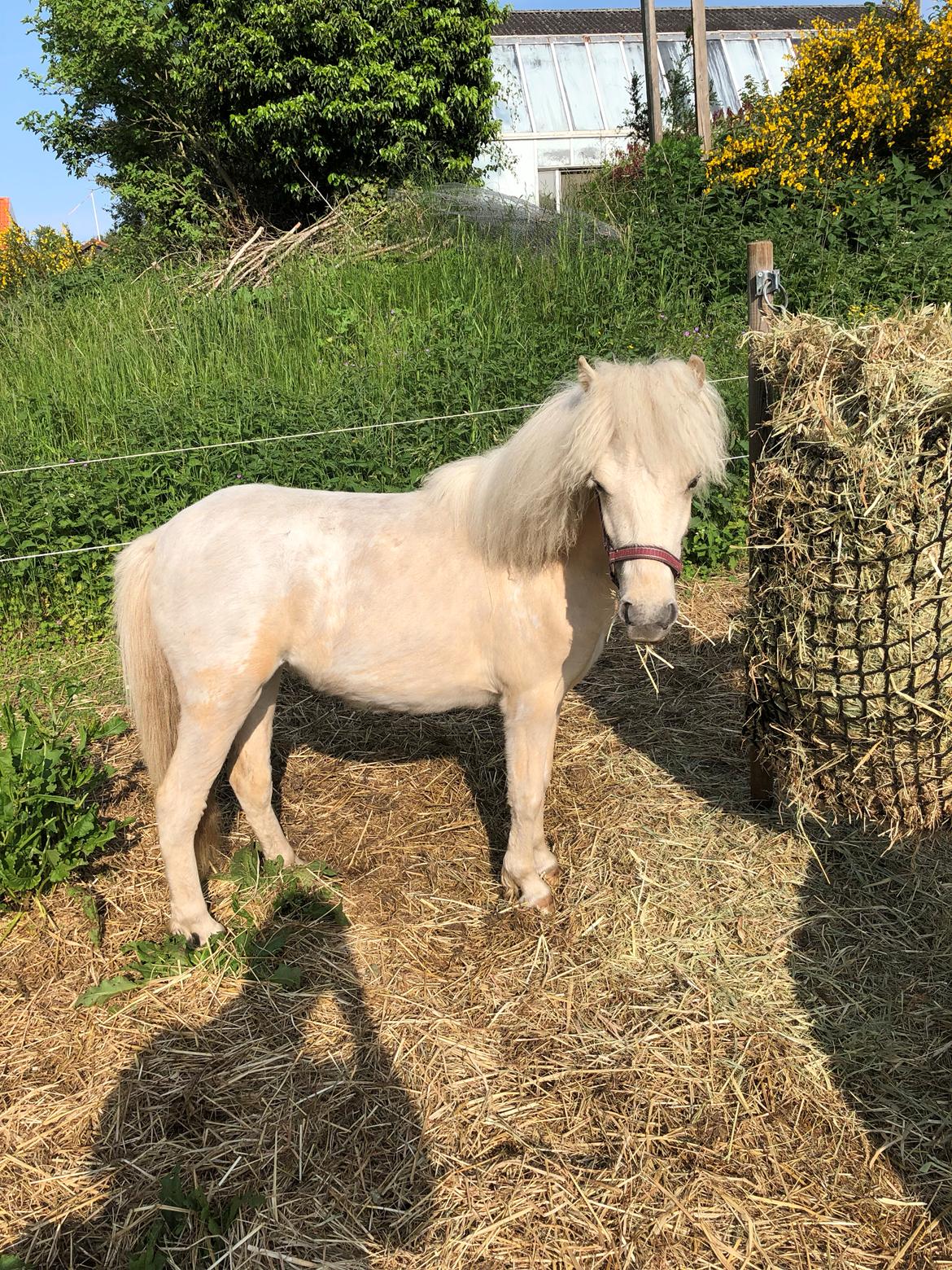 Knabstrupper Bakkehøj's Butterfly billede 1