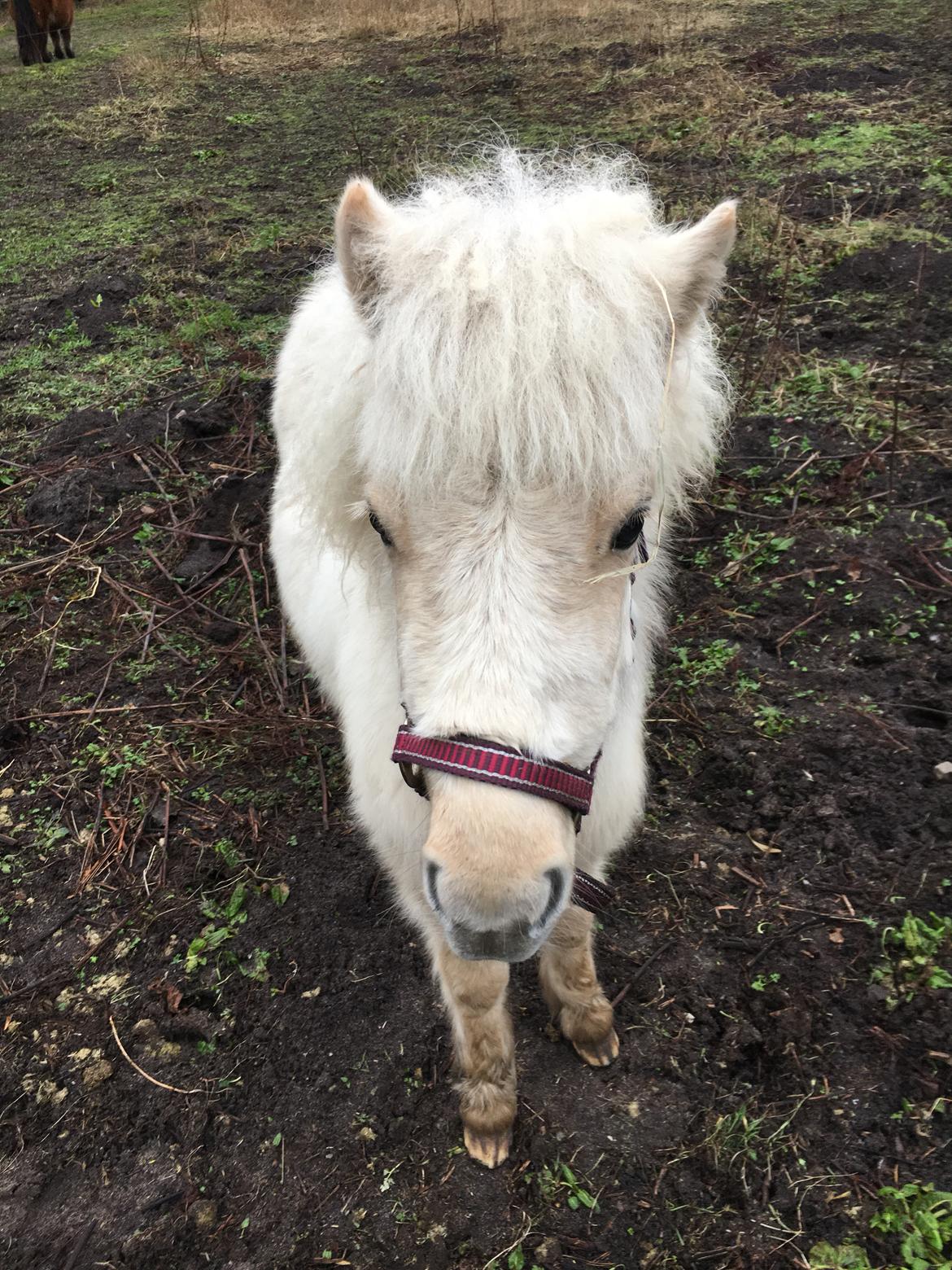 Knabstrupper Bakkehøj's Butterfly billede 5