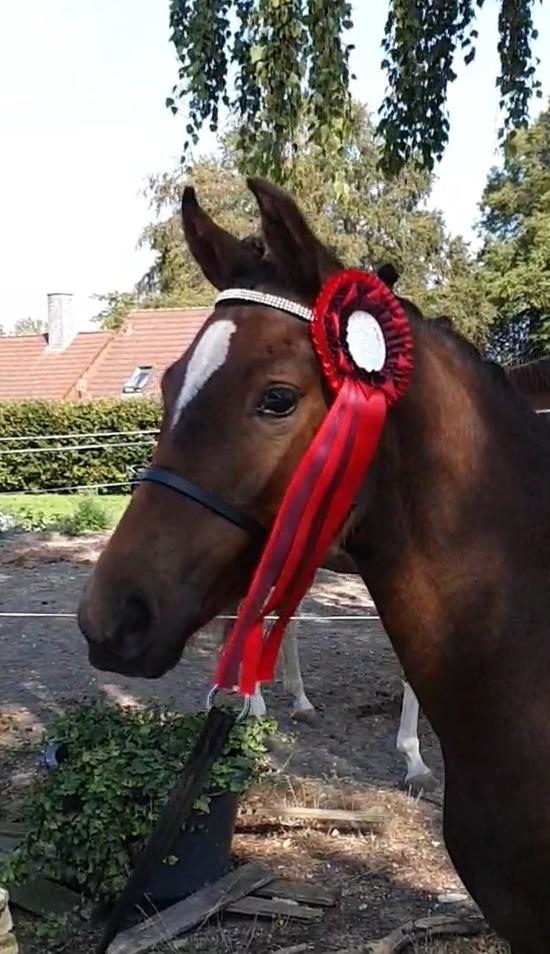 Welsh Partbred (Sec F) Struntze's Game Player billede 3