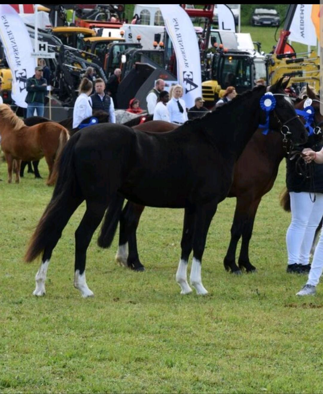 Welsh Partbred (Sec F) Struntze´s Good Point BRSDH 836 billede 8