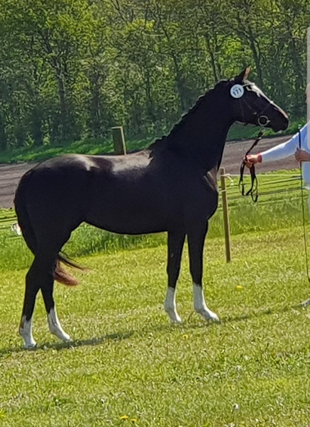 Welsh Partbred (Sec F) Struntze´s Good Point BRSDH 836 billede 7