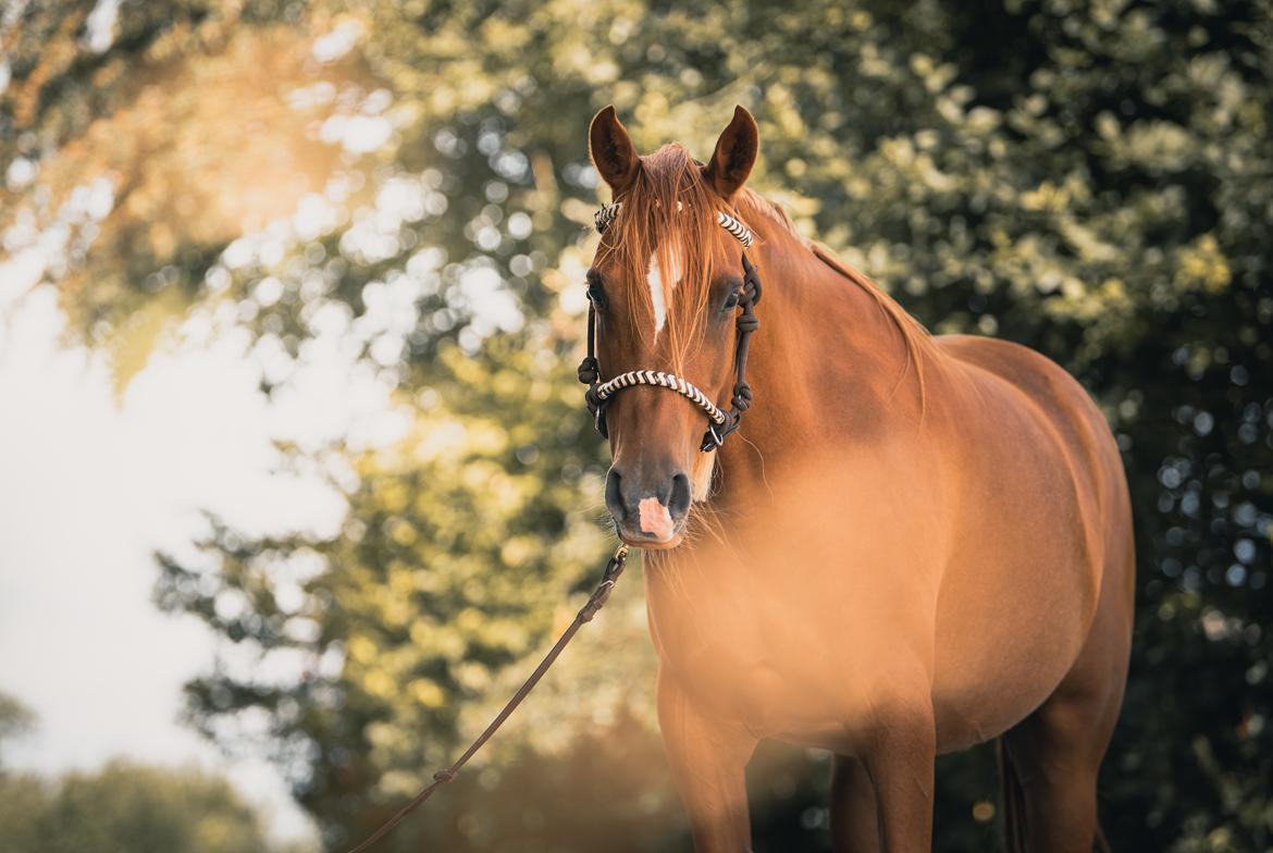 Arabisk fuldblod (OX) Aarupgårds Amina bint charm ox billede 11