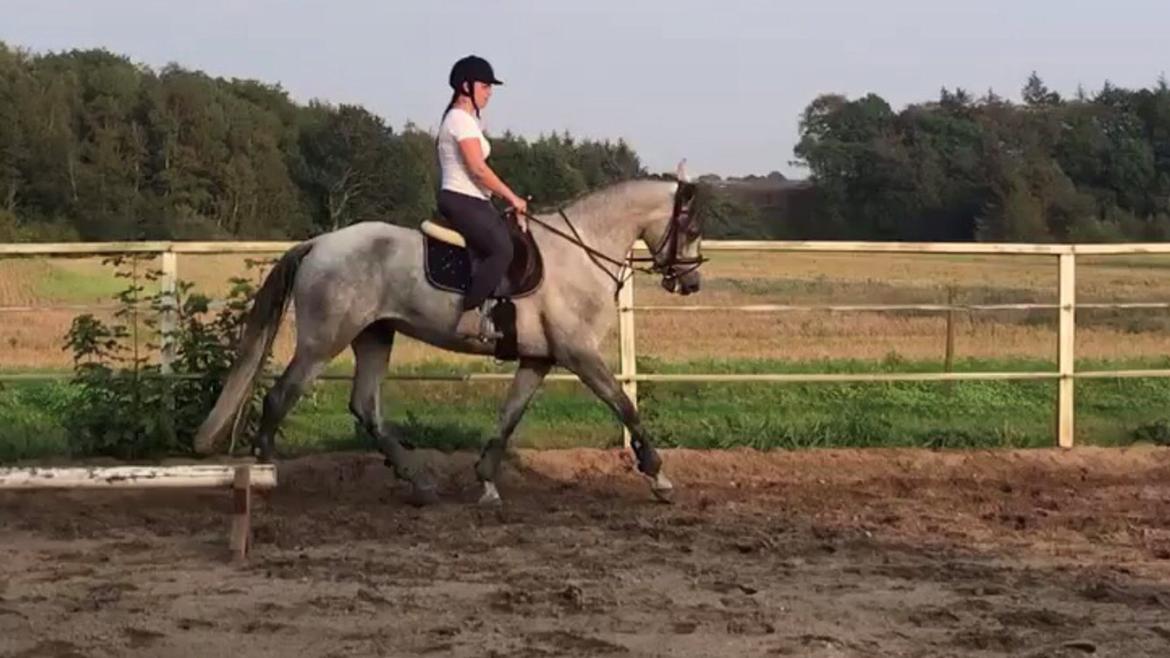 Lusitano Legendarich billede 3