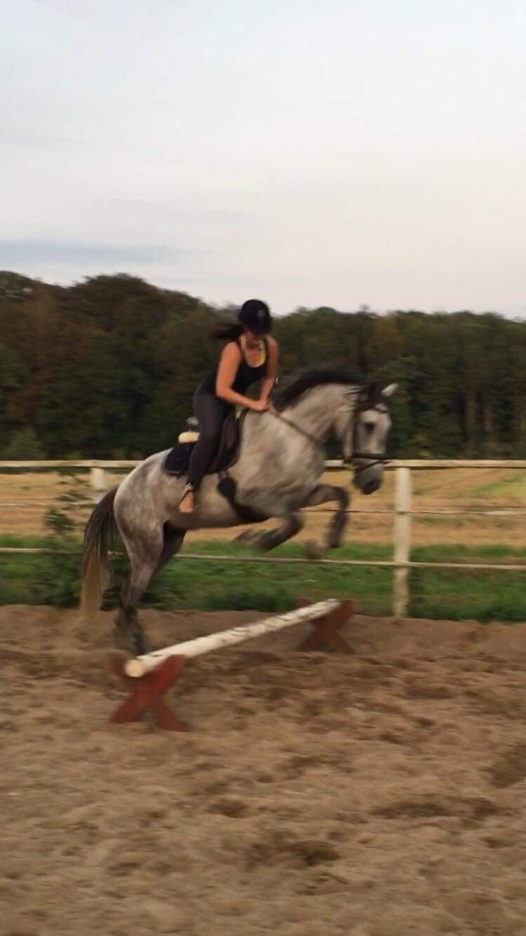 Lusitano Legendarich billede 4