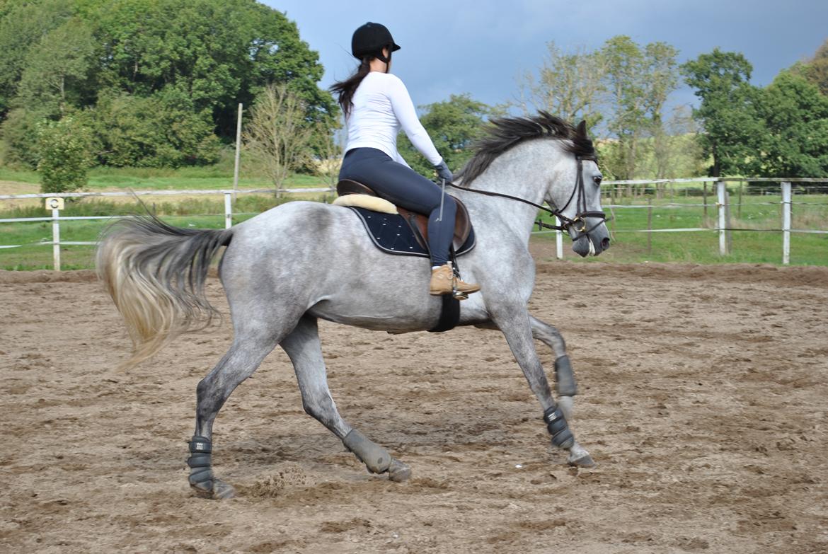 Lusitano Legendarich billede 1