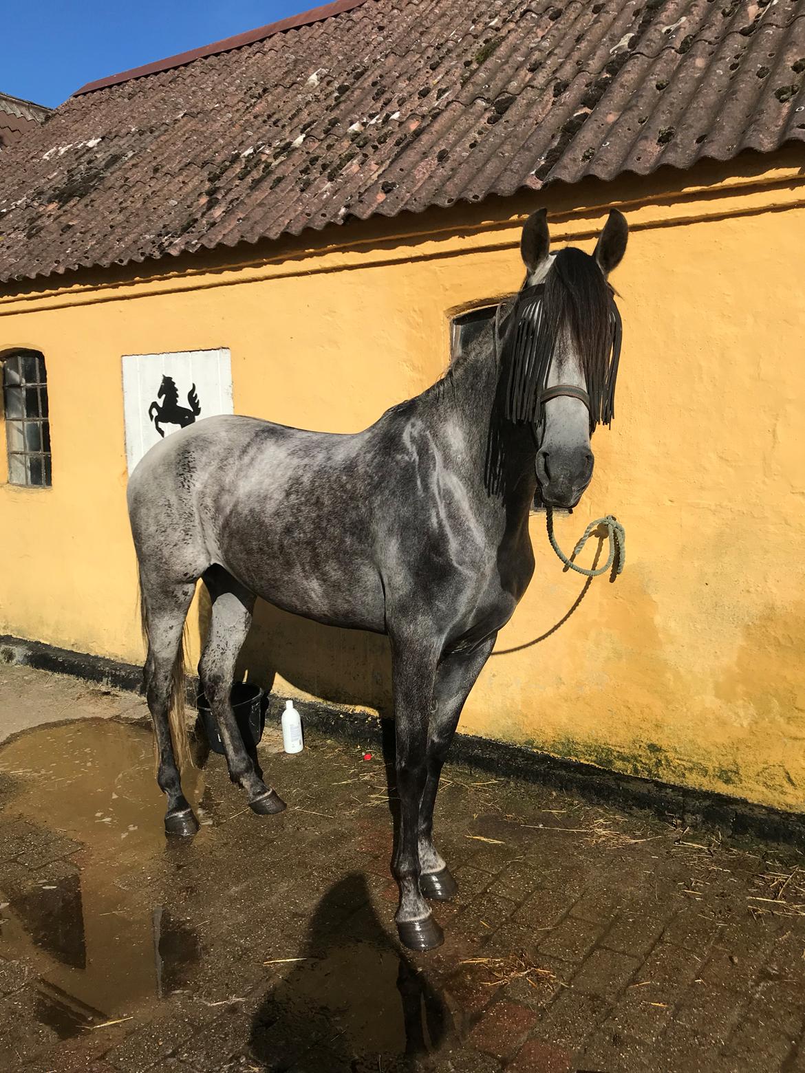 Lusitano Legendarich billede 7