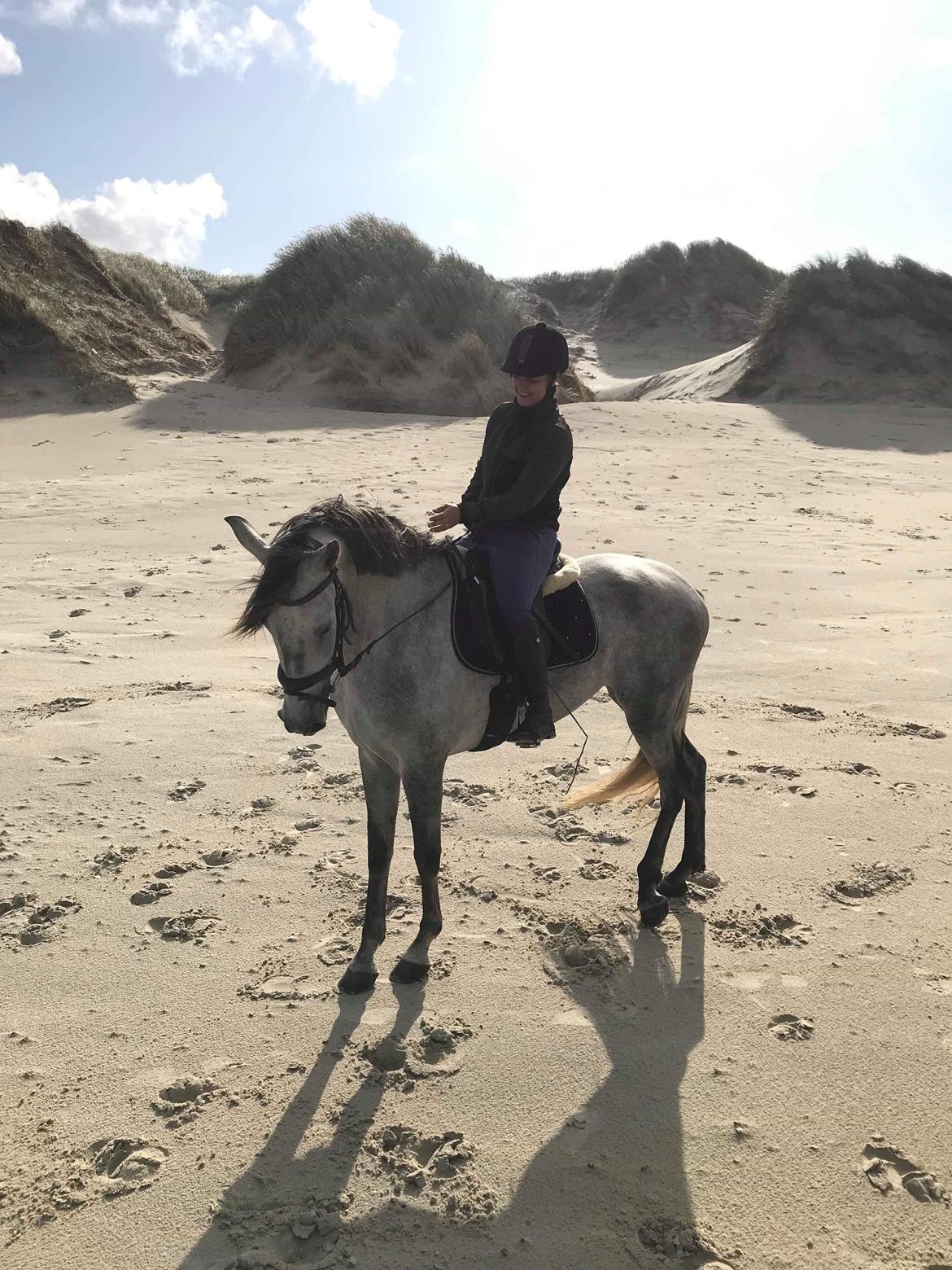 Lusitano Legendarich billede 11